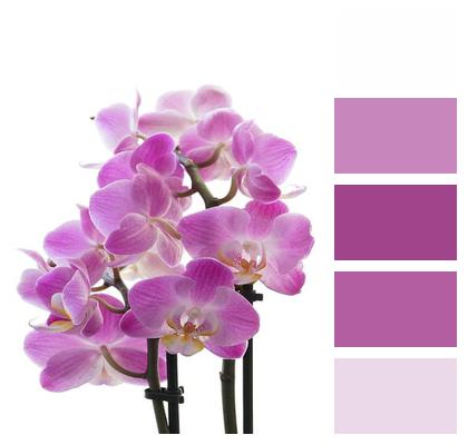 Orchid Beautiful Wallpaper Flower Image